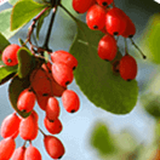 Berberine extract ingredient supporting cholesterol and glucose balance in GlucoWave