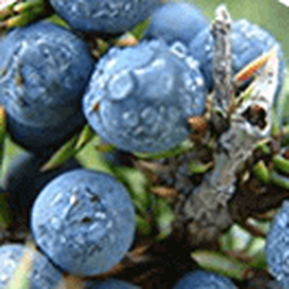 Juniper Berry ingredient used for inflammation control and weight support in GlucoWave