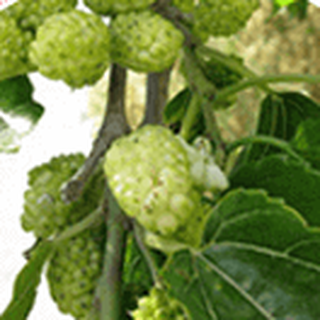White Mulberry Leaf extract used in GlucoWave for blood sugar metabolism support